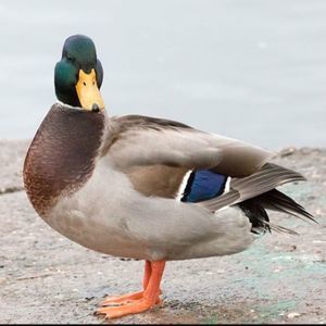 Meet your Posher, Zack